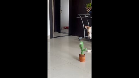 action of dog to speaker cactoos