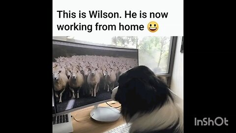 This is Wilson. He is now working from home