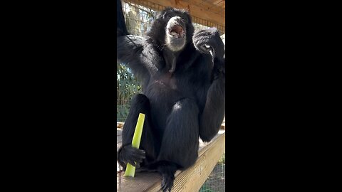 wow beautiful day 🐵🐵🐵🐵🐵