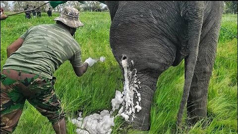 Elephant hit by trap shot #animalplanet #elephant #bbcearth #veterinary #wildlife #animals
