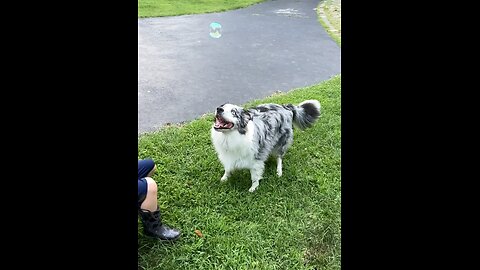 Border Collie Bubble Pop