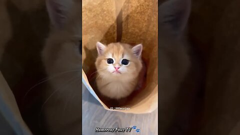 Funny animals compilation😂🐾