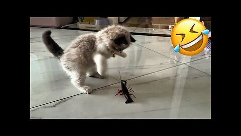 The Most dramatic cats moments ever! 😂🤣 Funny Cat Videos 2025