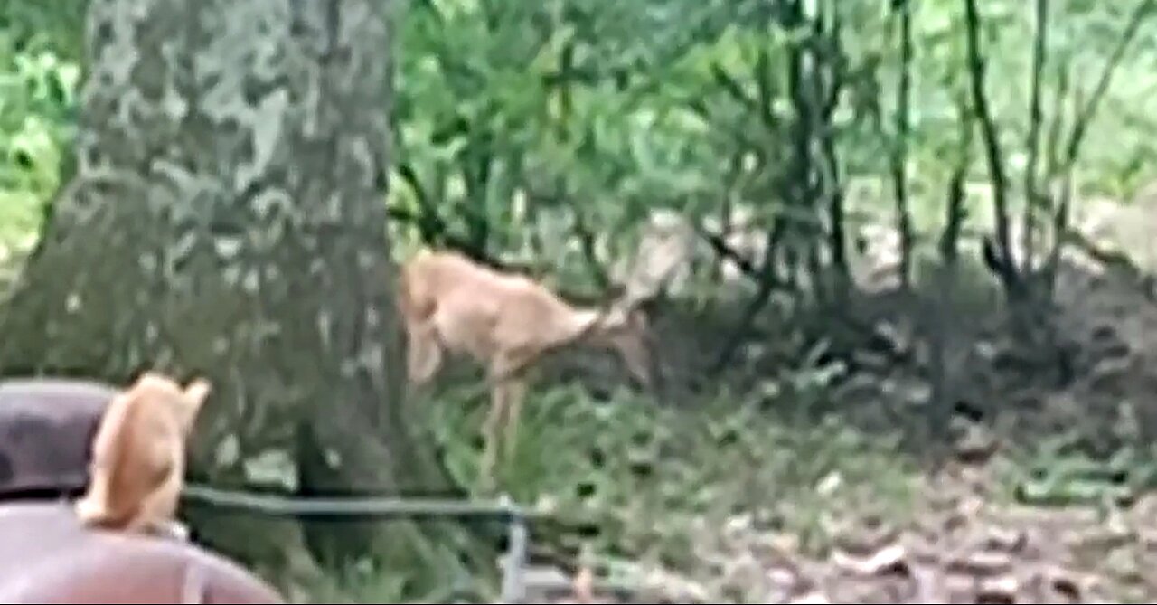 THE PURSUIT OF GLORY - DAILY DEVOTIONAL POSITIVITY ❤️