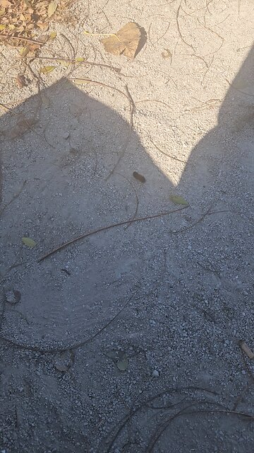 Woolly Bear Seeks Winter Shelter