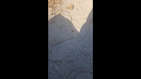 Woolly Bear Seeks Winter Shelter