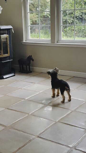 Yorkie thinks horse statue is real