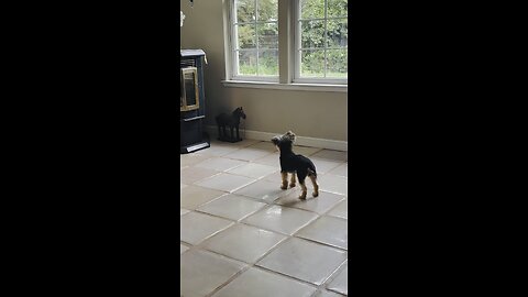 Yorkie thinks horse statue is real