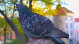 Park Pigeons Introduce Themselves on the Statue