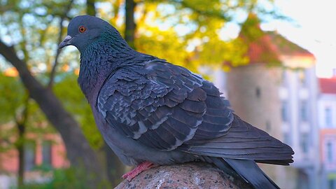 Park Pigeons Introduce Themselves on the Statue