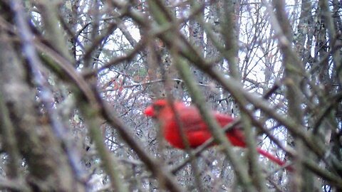 Cardinal