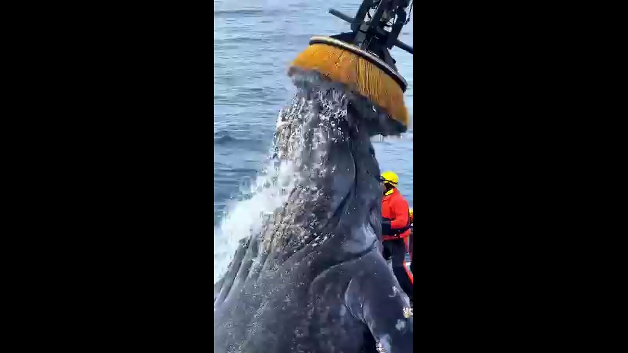 Funny video you ever seen 💖👍