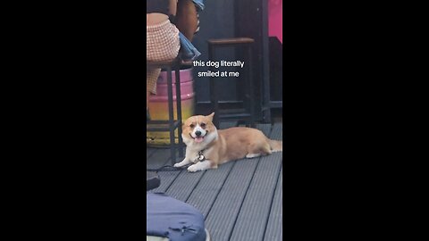 Dog smiled at me