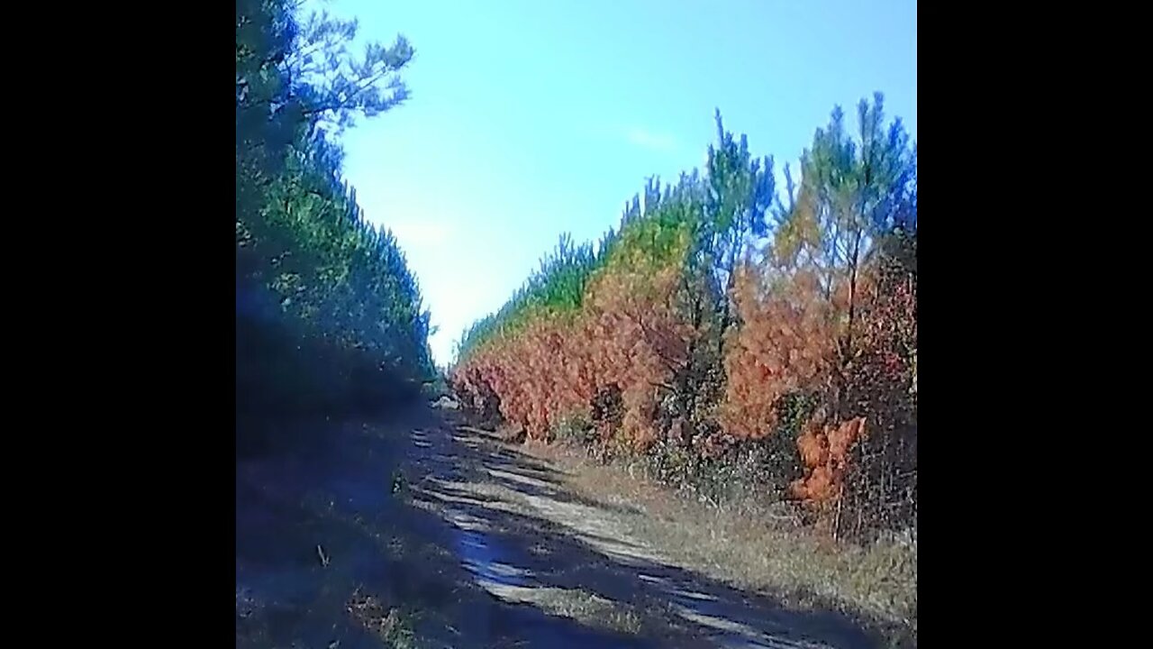 Dog box ride in the making