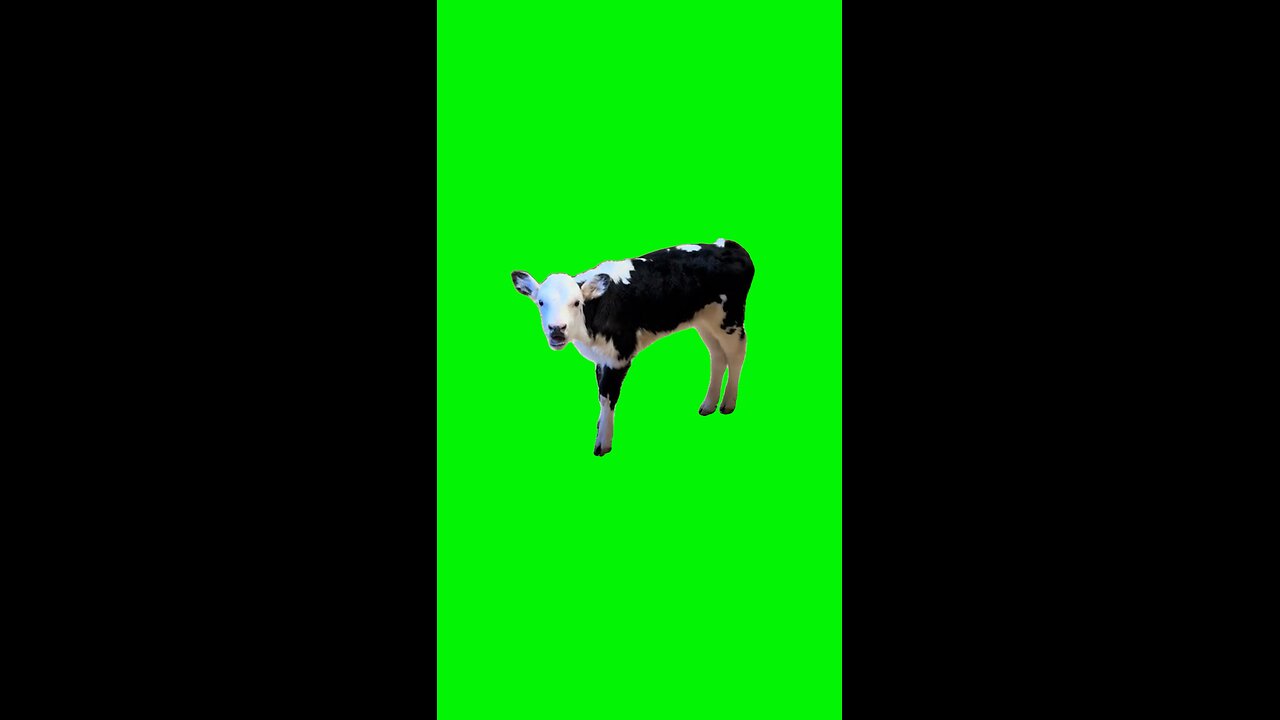 Zesty Cow Moo | Green Screen