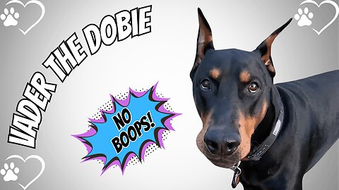 Doberman Boop War – Nose vs. Nubby 🐾😂