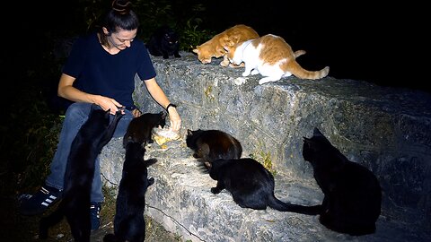 Hungry Stray Cats and Kittens Meet the Food Lady at Night