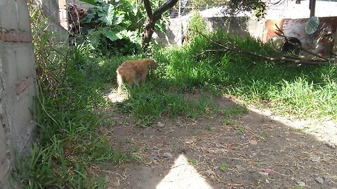 Con la barra de peludos en la mañana