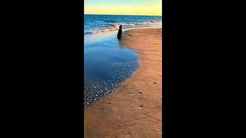 What a view of a pure sunset🐶🥰