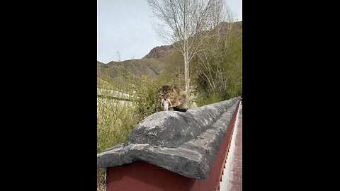 Cat trained by sensei in China