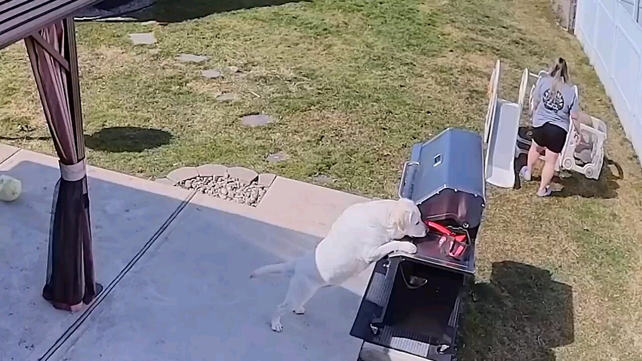 Funny Pet videos for pet lovers