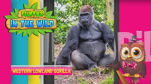 Fluffies in the Wild - Western Lowland Gorilla