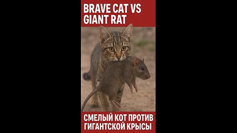 Can you believe this kitten's courage? 😱🐱🐭