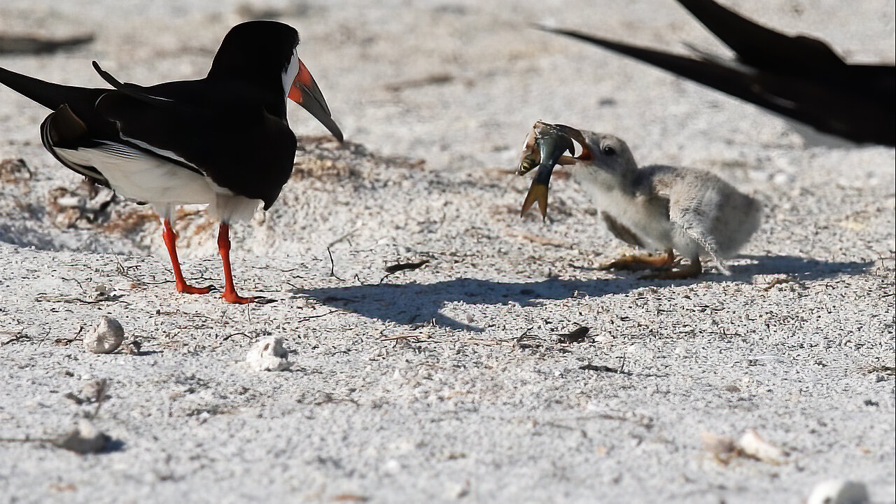 Tiny Black Skimmer vs. Giant Fish: Who Wins?