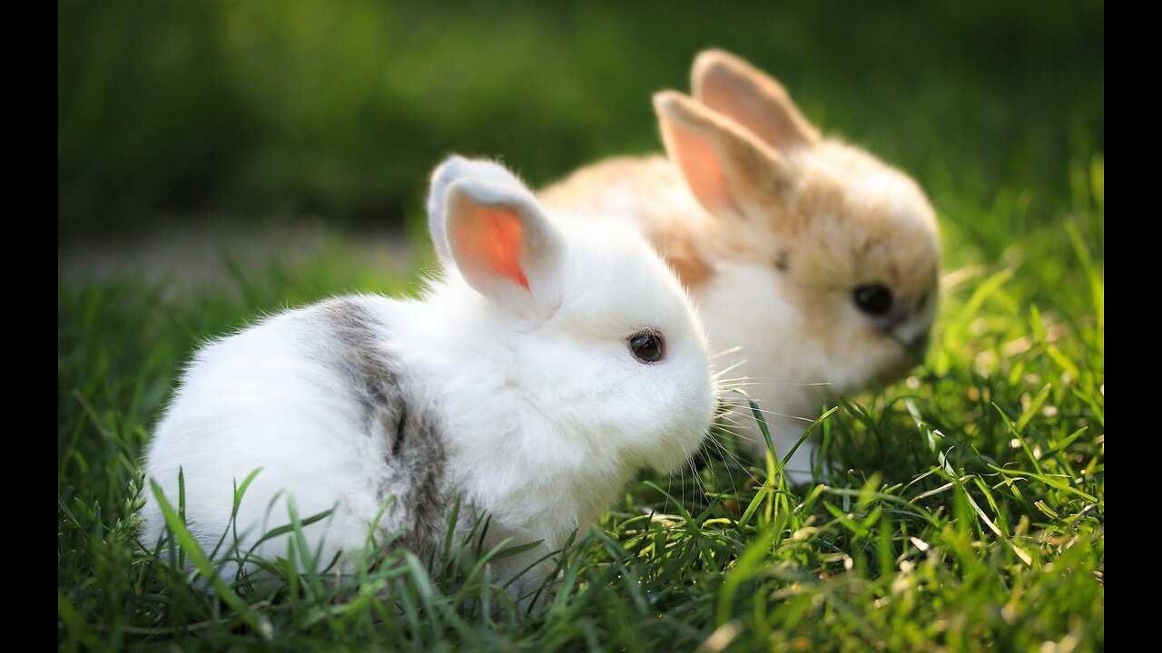 Rabbit Pair Gone Wild ! - See How Many Descendants After 10 Years !