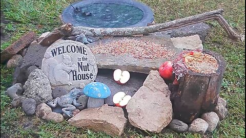 Florida Bird Feeder SWFL Live Camera HD