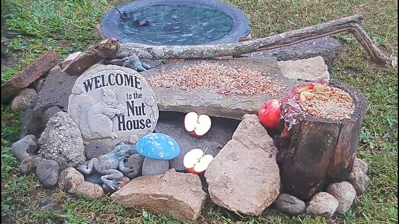 Florida Bird Feeder SWFL Live Camera HD