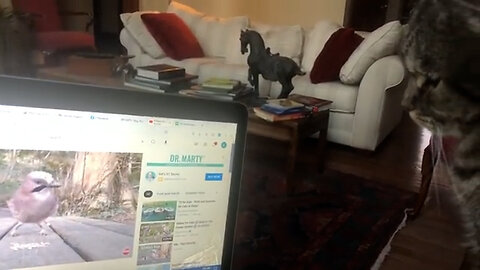 January 31, 2022 - More Birds on TV for Belle Bells The Cat