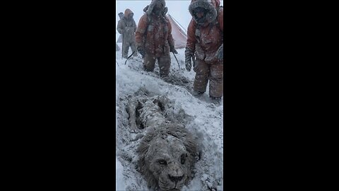 A huge lion died in a snowstorm