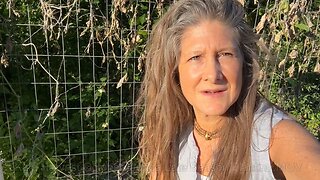 Garden Kale Florida In October Heidi Rose Homesteading