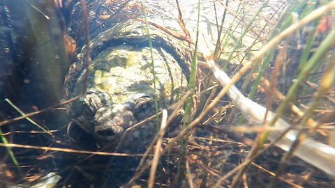 Snapping Turtle