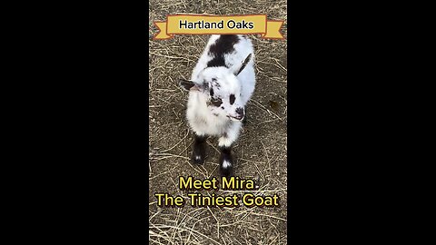 Met Mira the tiniest and cutest goat ever!