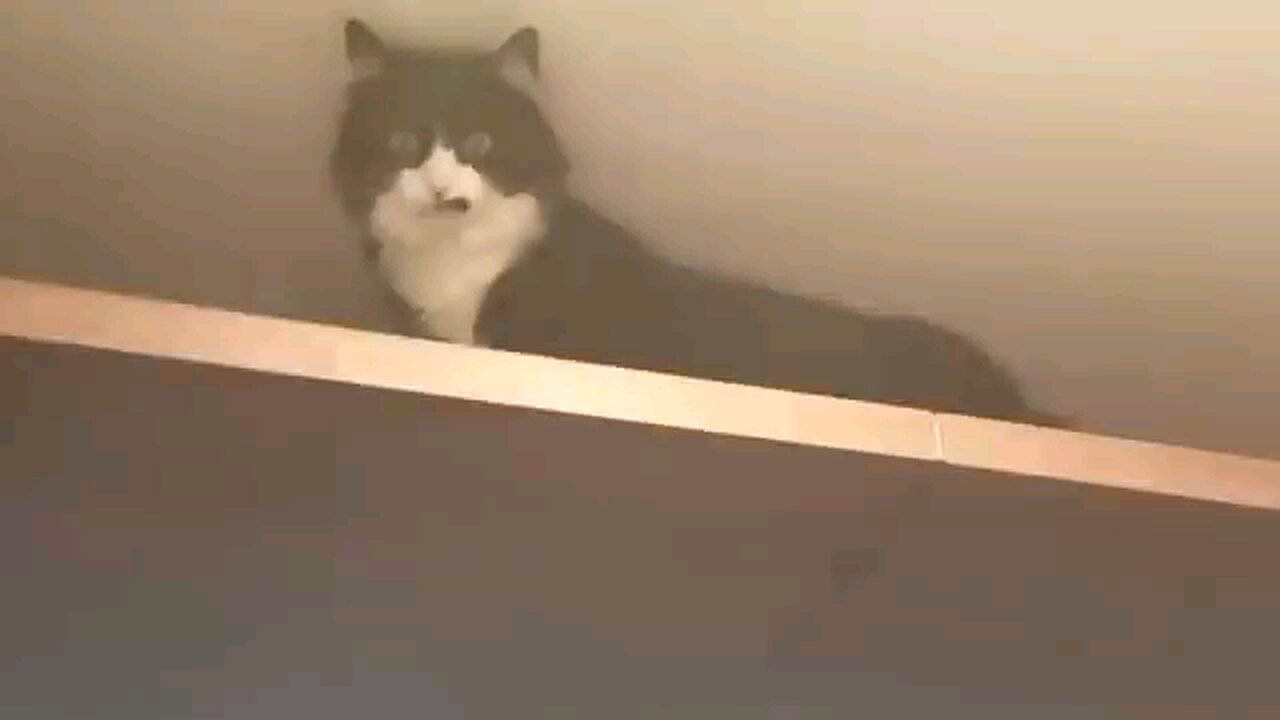 funny un gratefulness I. cats