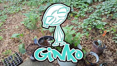 Permaculture Garden Update 5/15 | Comfrey is Booming!!