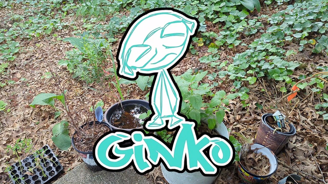 Permaculture Garden Update 5/15 | Comfrey is Booming!!