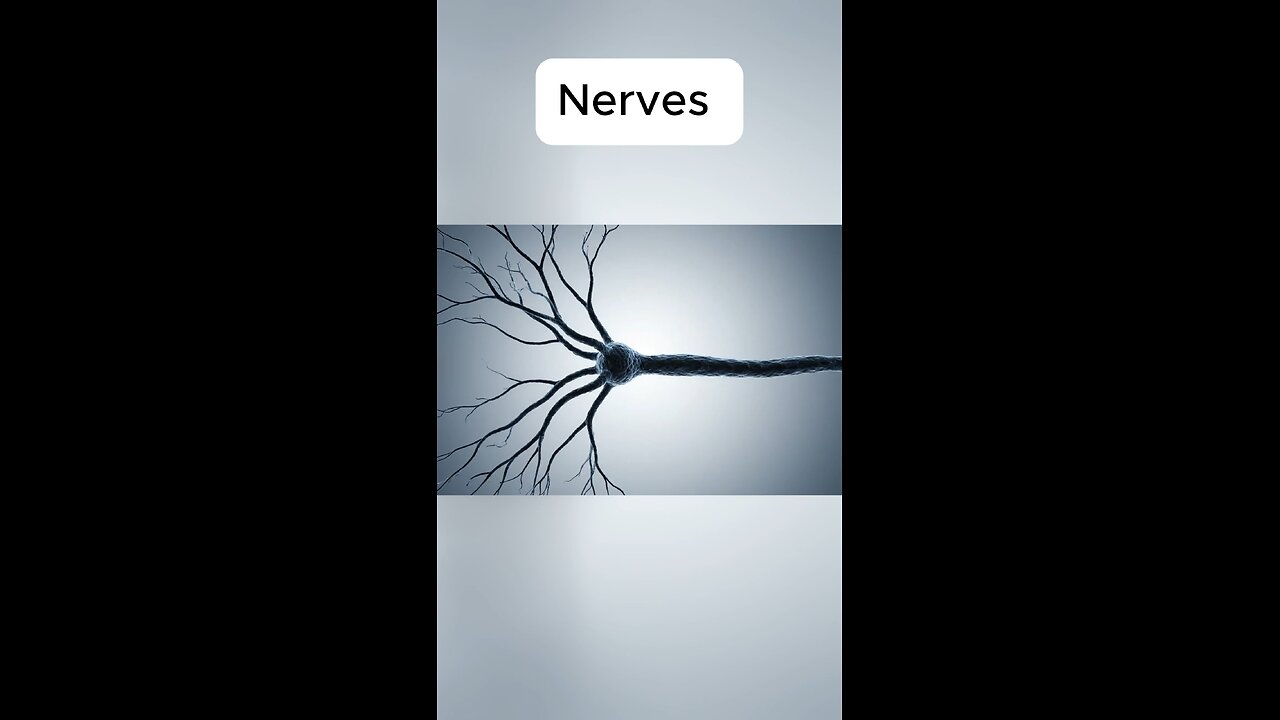 Thats how Nerves function