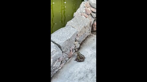 Tiger Leap