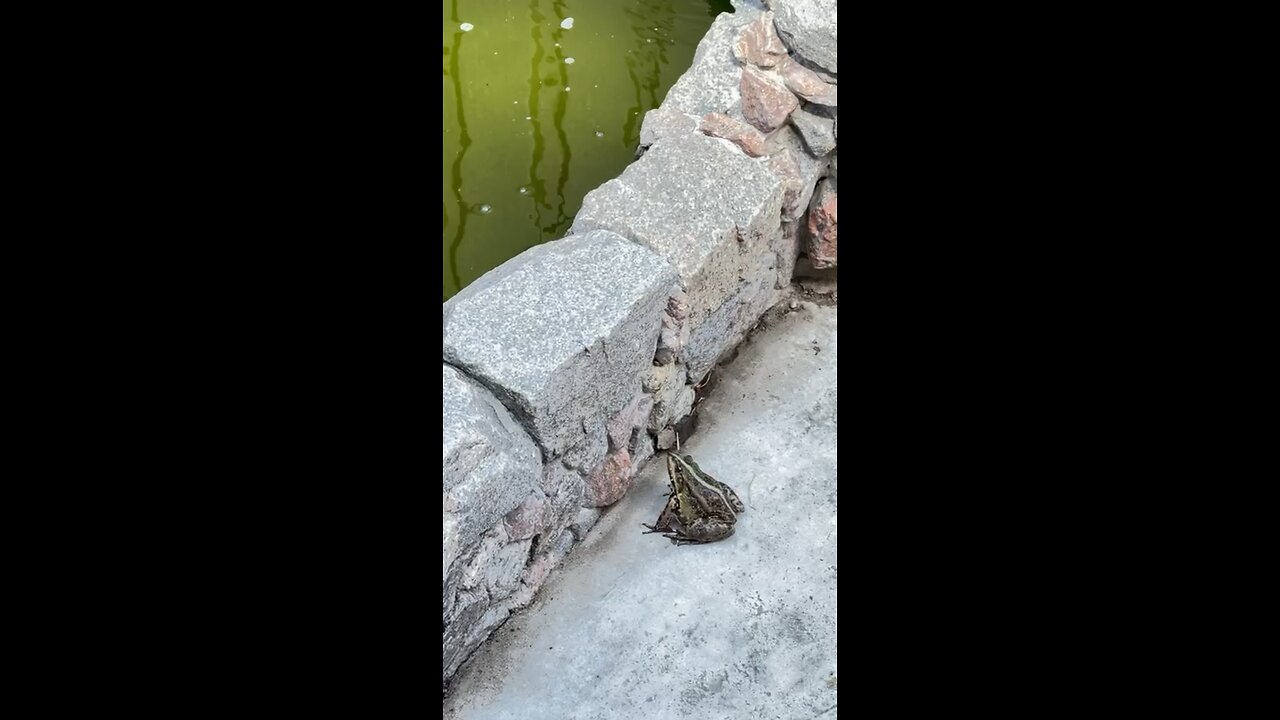 Tiger Leap
