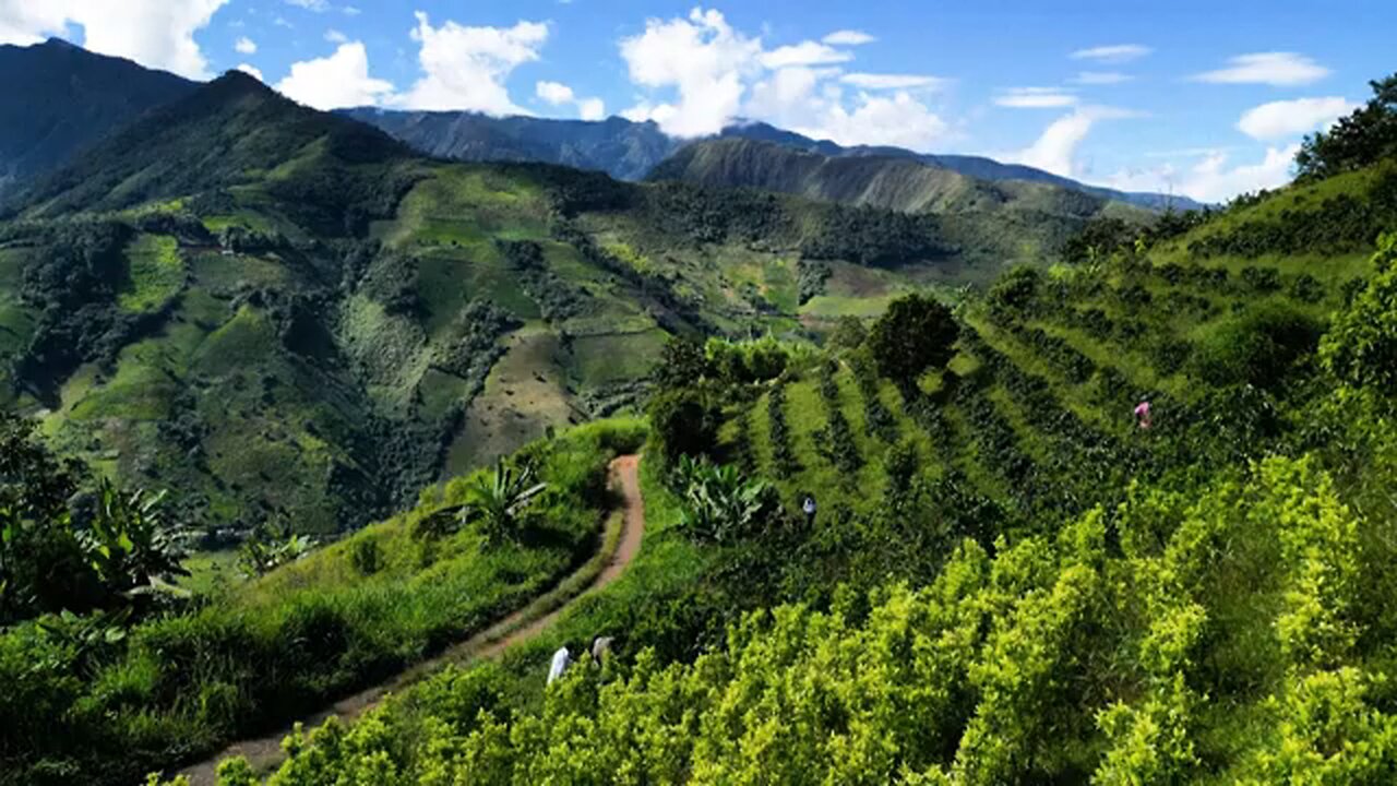 Colombia pays farmers to uproot coca crops in fight against cocaine