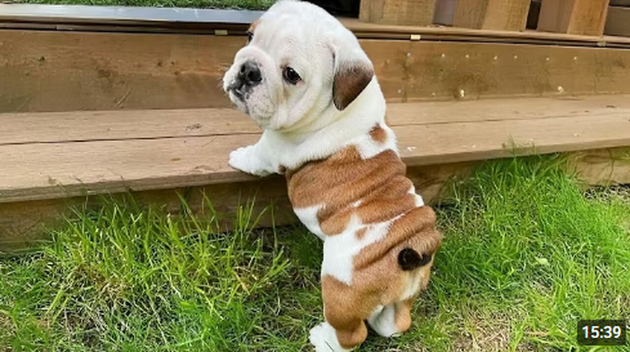 You Will Die Laughing At These FUNNY PUPPIES 🤣 Funny Animals Video