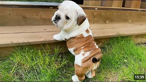 You Will Die Laughing At These FUNNY PUPPIES 🤣 Funny Animals Video