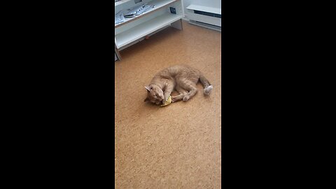 Ginger Cat Plays With Catnip Banana