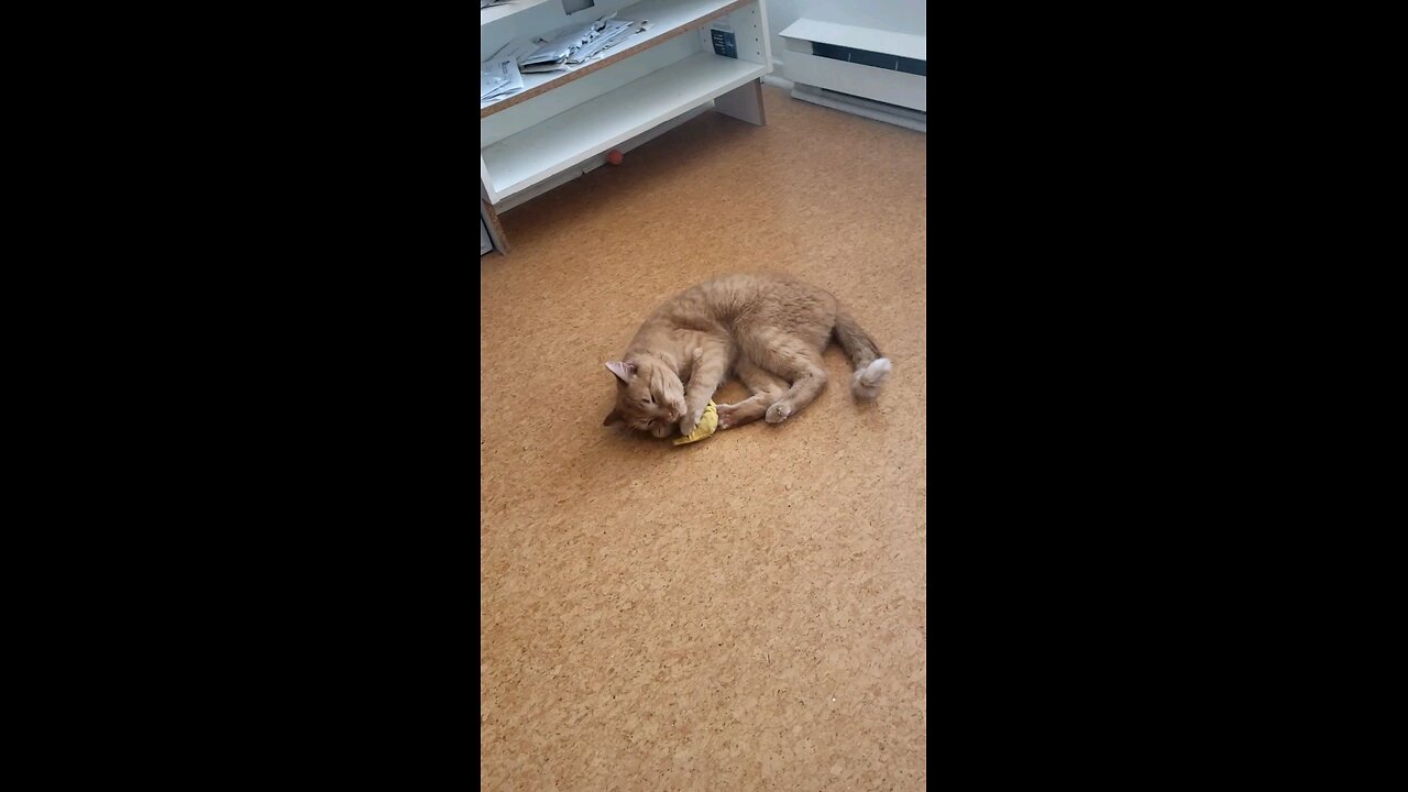 Ginger Cat Plays With Catnip Banana