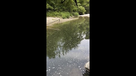 Small mouth bass