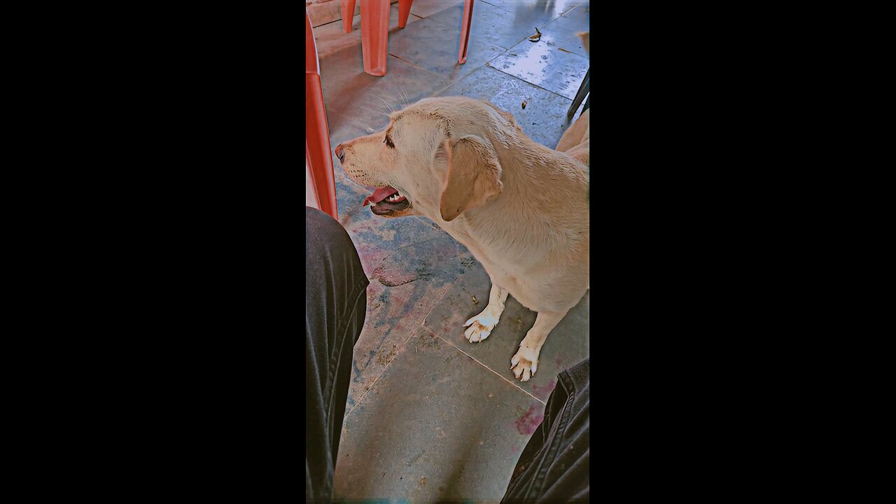 cute doggy🥰❤️