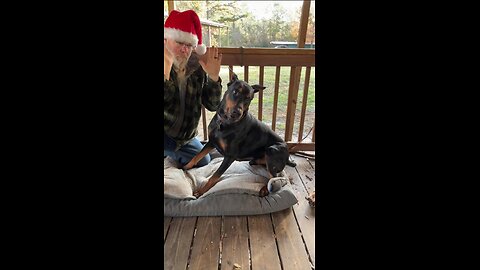 Doberman Playtime Turns Into Pure Chaos | Live Highlight